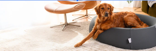 Why Every Dog Owner Needs a Waterproof Dog Bed Cover